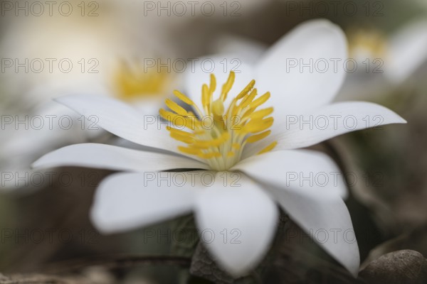 Canadian bloodroot (Sanguinaria canadensis), Emsland, Lower Saxony, Germany, Europe