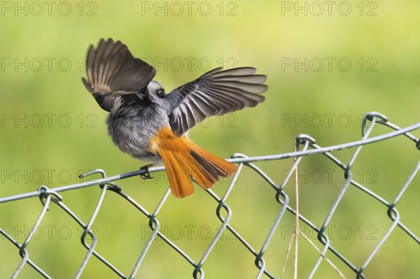 A male black redstart (Phoenicurus ochruros) sitting on a wire mesh fence with its wings outstretched, Hesse, Germany, Europe