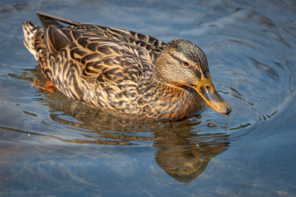 Female mallard (Anas platyrhynchos) swimming and reflecting in the calm blue water of a pond, Ternitz Lower Austria, Austria, Europe