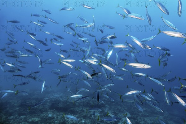 Shoal of Decapterus mackerel (Decapterus tabl) swimming in the open sea over coral reef, Great Barrier Reef, Unesco World Heritage Site, Coral Sea, Coral Sea, Pacific Ocean, Cairns, Queensland, Australia, Oceania