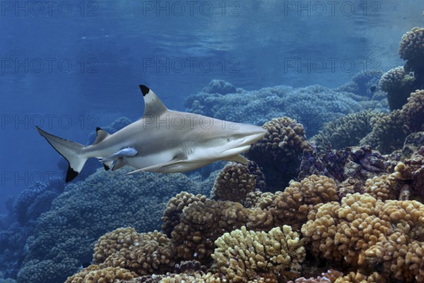 Blacktip reef shark (Carcharhinus melanopterus) from the front, swimming in the south pass over coral reef, Fakarava Atoll Biosphere Reserve, Tuamotu Archipelago, French Polynesia, South Pacific, Pacific Ocean, Oceania