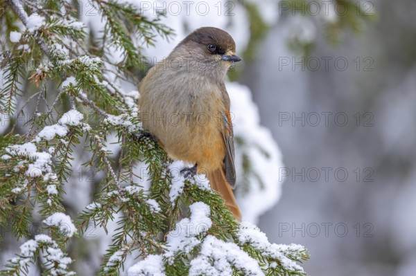 Siberian jay (Perisoreus infaustus, Corvus infaustus) perched in spruce tree in snow covered taiga in winter, Scandinavia