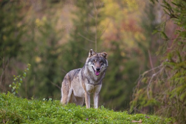 An adult male eurasian gray wolf (Canis lupus lupus) stands on a green meadow on hilly terrain. A forest in fall foliage is in the background