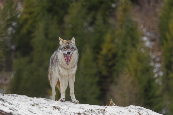 A young grey wolf (Canis lupus lupus) stands on a sloping, snow-covered meadow on a cold, cloudy day. A forest can be seen in the background
