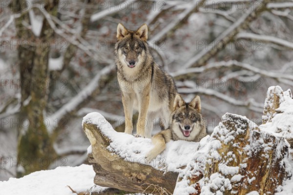 Two grey wolves (Canis lupus lupus) stand on a snow-covered hill behind a fallen tree on a cold, cloudy day. A forest can be seen in the background