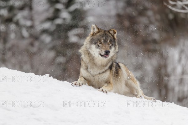 An adult grey wolf (Canis lupus lupus) rolls in the snow on a cold, cloudy day and shakes the snow from its fur
