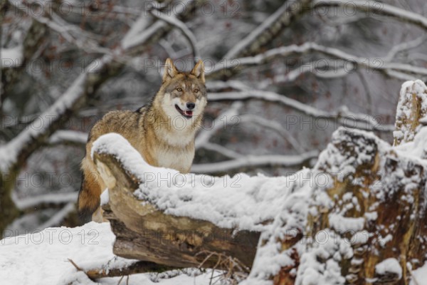A grey wolf (Canis lupus lupus) stands on a snow-covered hill behind a fallen tree on a cold, cloudy day. A forest can be seen in the background