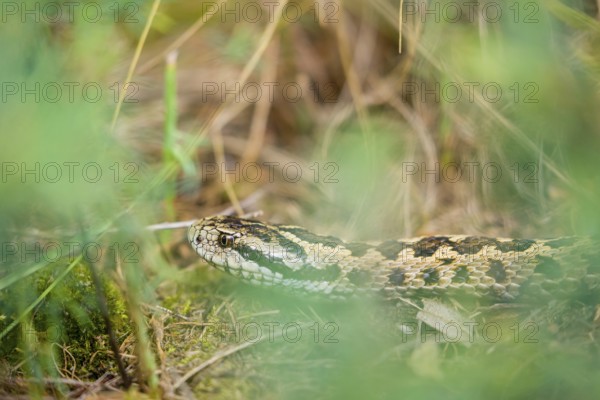 Portrait of a Hungarian meadow viper (Vipera ursinii rakosiensis) lying in tall grass