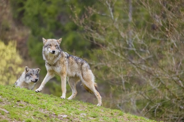 Two eurasian gray wolves (Canis lupus lupus) stand on a hill, observing the area