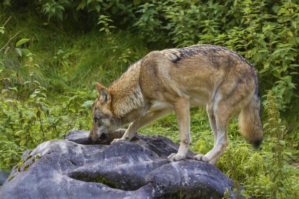 One Eurasian gray wolf (Canis lupus lupus) stands on a dark gray rock and drinks from a hollow in the rock. Green vegetation and a tree trunk are in the background