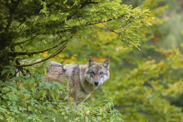 One eurasian gray wolf (Canis lupus lupus) stands on a hill, observing the area. A forest in fall colours in the background