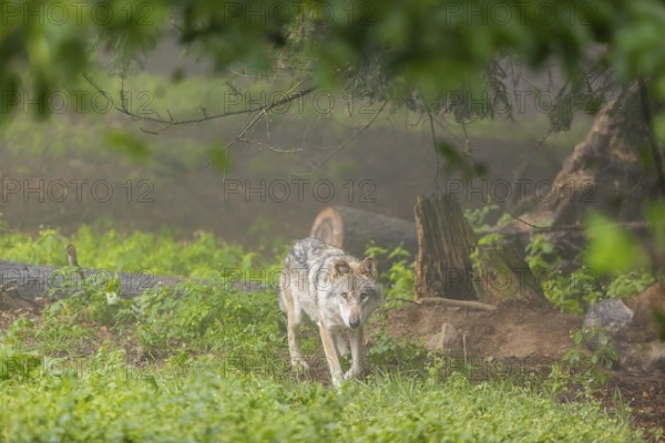 One adult male eurasian gray wolf (Canis lupus lupus) walking through the green undergrowth at a forest edge. on a foggy morning