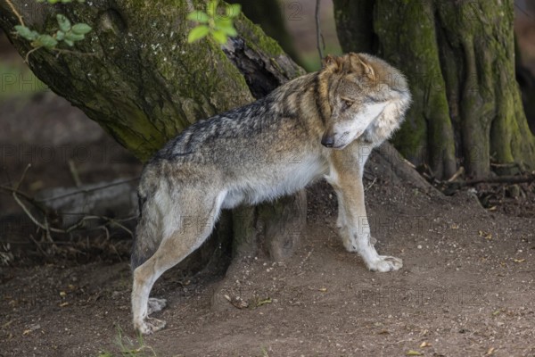 One adult male eurasian gray wolf (Canis lupus lupus) standing in front of an old split tree at a forest edge