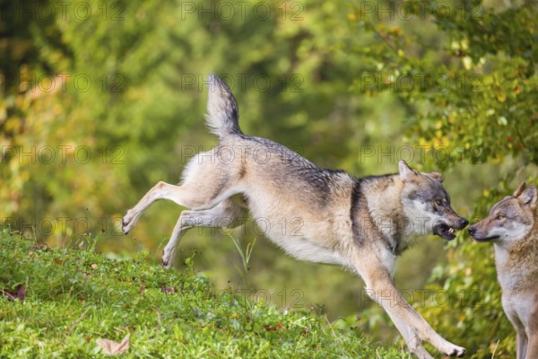 A eurasian gray wolf (Canis lupus lupus) runs across a meadow down a hill. Early morning light