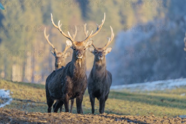 Three Japanese sika deer stags (Cervus nippon nippon) stand on a meadow in hilly terrain. A blue forest covered in hoarfrost can be seen in the background