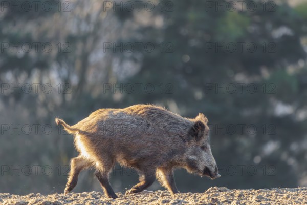 A wild boar (Sus scrofa) runs across a field against the light. A forest can be seen in the background