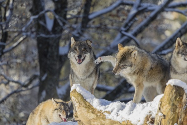 Four grey wolves (Canis lupus lupus) stand on a snow-covered hill behind a fallen tree on a cold, sunny day. The cub is playing with its father. A forest can be seen in the background