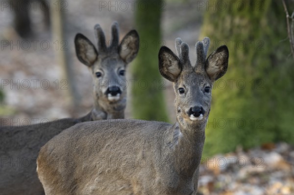 Roebuck (Capreolus capreolus), yearlings in the bast, Wittlich, Rhineland-Palatinate, Germany, Europe