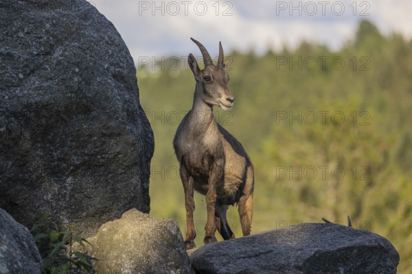 One adult female ibex (Capra ibex) standing on a rock. A forest in the background