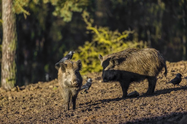 Two wild boar or wild pig (Sus scrofa) standing in a clearing. First sweet morning light. A western jackdaw (Coloeus monedula) stands on one´s boar back