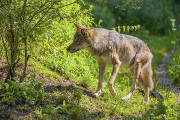 A male gray wolf (Canis lupus lupus) runs along the edge of a forest on a sunny day