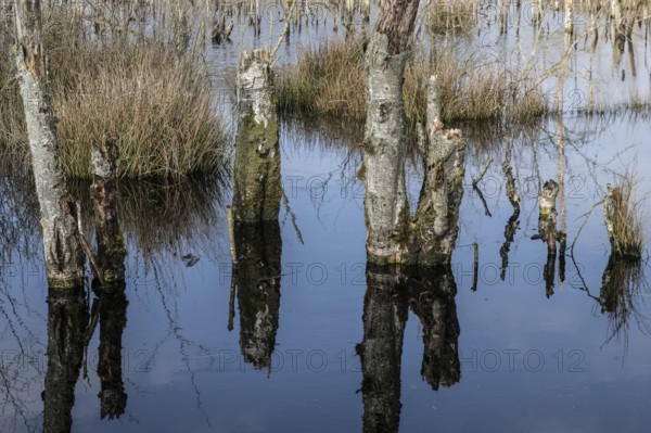 Dead birch trees (Betula pendula) in a moor, rewetting area, Emsland, Lower Saxony, Germany, Europe