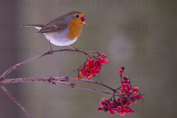 European robin (Erythacus rubecula) with snowball berries Germany