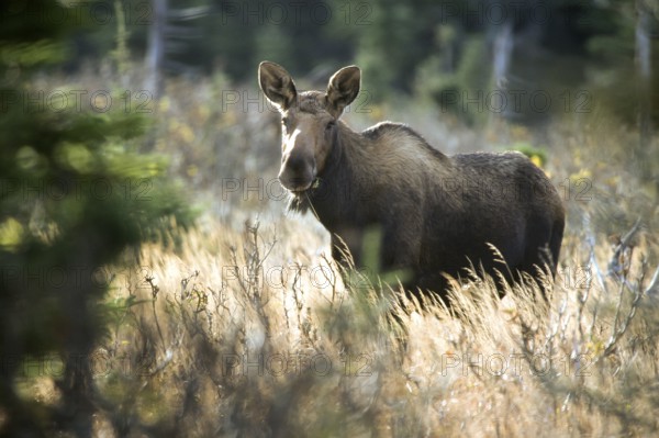 Moose. Alces alces. Female moose standing on a grassy meadow and watching. Gros Morne national park. Province of Newfoundland. Canada
