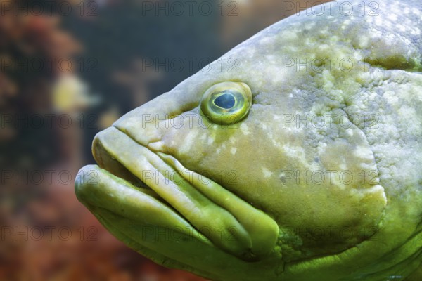 Gilt-head bream (Sparus aurata) swimming under water, captive, Germany, Europe