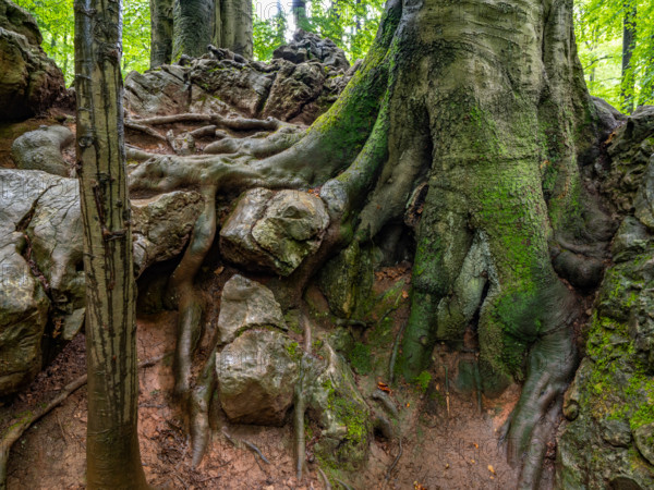 A beech tree digs its roots firmly into the rock in the Felsenmeer nature reserve near Hemer in the Sauerland region