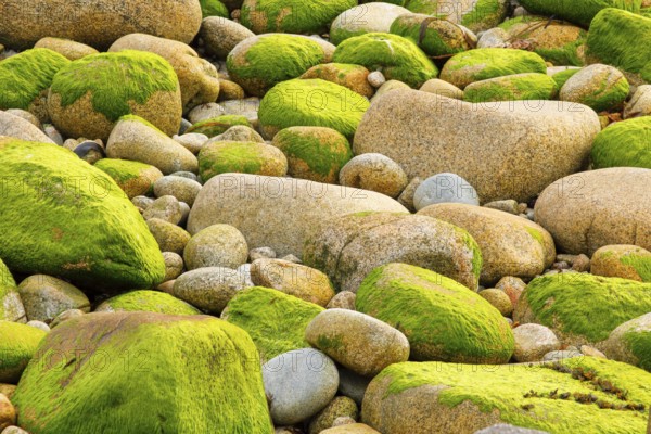 Ochre-coloured stones overgrown with green moss, stone stand in the Breatgne, France, Europe