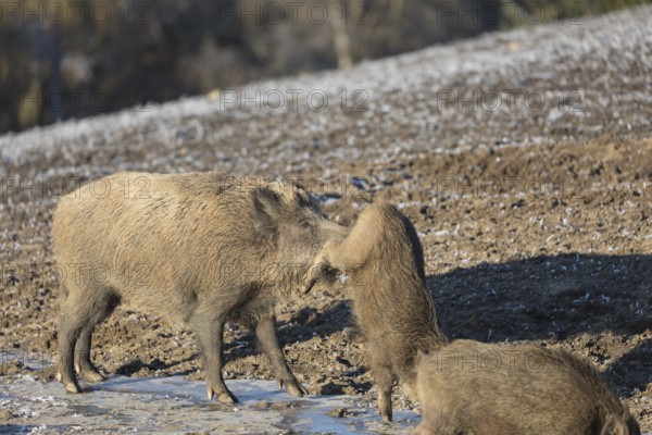 Wild boar or wild pig (Sus scrofa), walking on ice