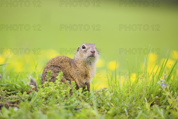An adult European ground squirrel (Spermophilus citellus) or European souslik sits in green gras next to a flowering Ranunculus