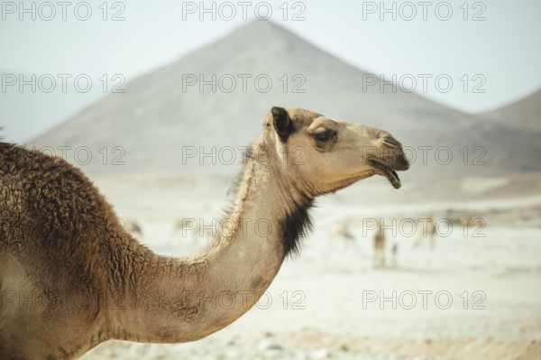 Dromedary of a camel herd (Camelus dromedarius) on the way back from the beach near Al Mhugsayl, Dhofar, Oman in the evening
