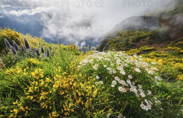 Madeira landscape with daisy and Pride of madeira flowers and blooming Cytisus shrubs and mountains in clouds. Miradouros do Paredao, Madeira island, Portugal, Europe