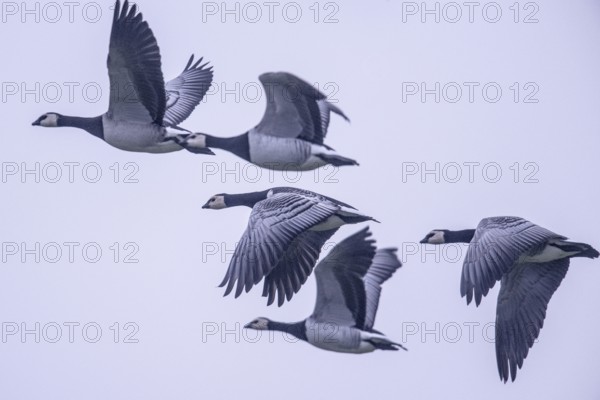White-fronted Geese, Barnacle Geese (Branta leucopsis), flying, East Frisia, Lower Saxony, Germany, Europe