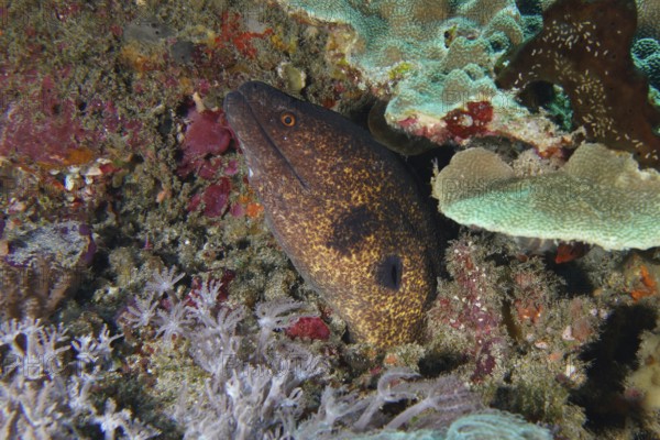 A sooty moray eel (Gymnothorax flavimarginatus) hides well camouflaged among the corals, dive site Toyapakeh, Nusa Ceningan, Nusa Penida, Bali, Indonesia, Asia