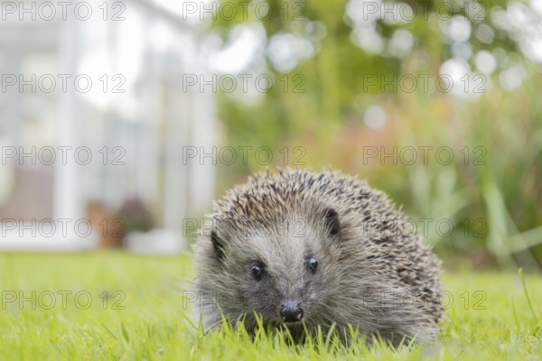 European hedgehog (Erinaceus europaeus) adult animal on an urban garden grass lawn with a conservatory in the background, England, United Kingdom, Europe