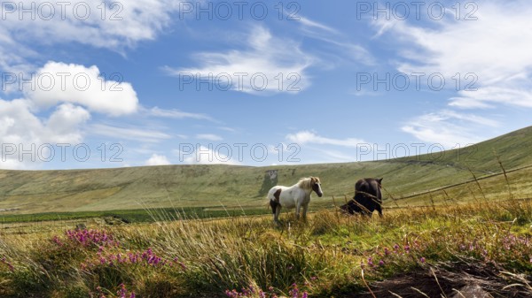 Tinker, Irish Cob, Gypsy Cob, grazing in a meadow, Iveragh Peninsula, Tinker, Irish Cob, Gypsy Cob, portrait, Iveragh Peninsula, County Kerry, Wild Atlantic Way, Ireland, Europe