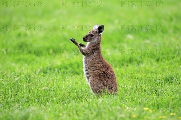 Kangaroo Island grey kangaroo (Macropus fuliginosus fuliginosus), young animal, Kangaroo Island, Australia, Oceania