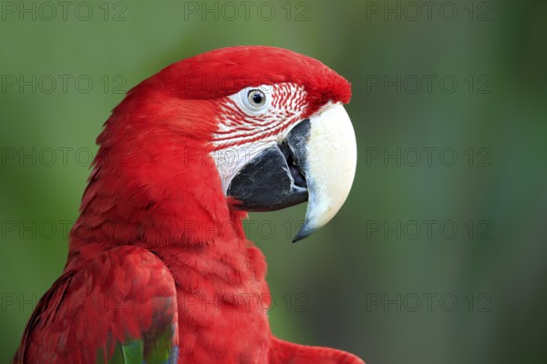 Green-winged Macaw (Ara chloroptera), adult, portrait, in perch, South America