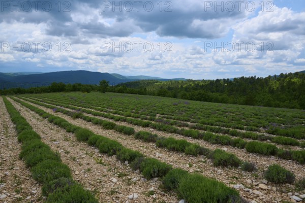 Lavender field (Lavendula), planted in rows, in summer, Sault, Department Vaucluse, Provence, France, Europe
