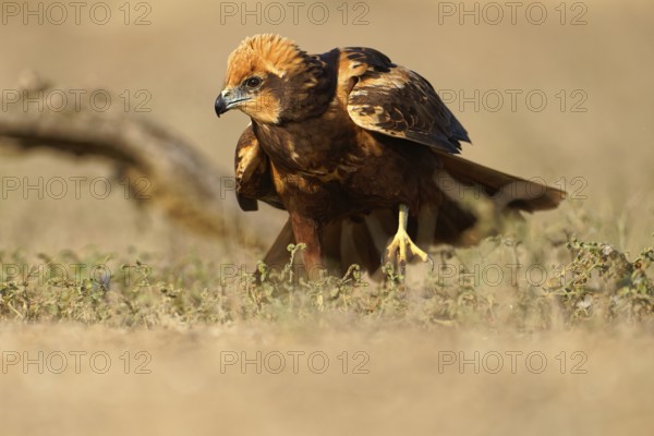 Young female marsh harrier (Circus aeruginosus) Catalonia, Spain, Europe
