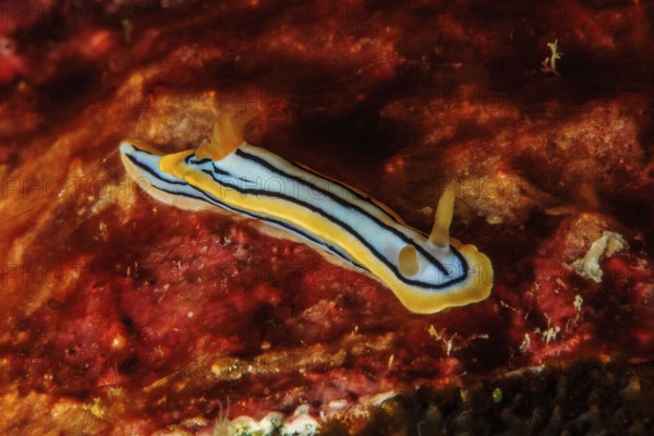 Tropical thread nudibranch (Chromodoris elisabethina) Thread nudibranch, Pacific Ocean, Yap Island, Yap State, FSM, Federated States of Micronesia, Caroline Islands, Australia, Oceania