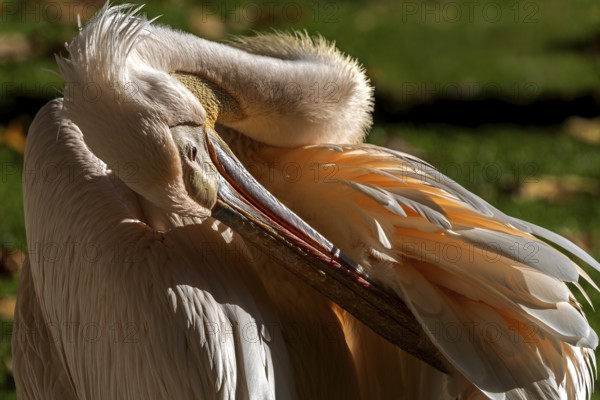 Pelican (Pelecanidae, Pelecanus), preens itself, a, captive, Germany, Europe
