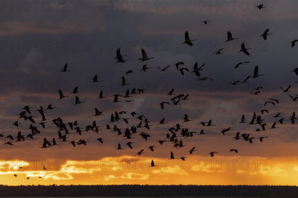 Silhouettes of cranes in the evening sky flying in large numbers in front of a glowing sunset, Crane (Grus grus) wildlife, Western Pomerania Lagoon National Park, Zingst, Mecklenburg-Western Pomerania, Germany, Europe