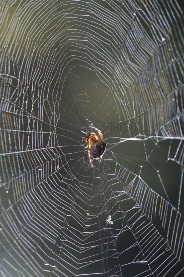 Spider's web with morning dew, September, Germany, Europe
