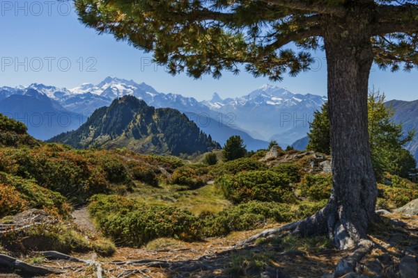 Hiking on the Moranenweg, tree, pine, Riederalp, tourism, hiking, hike, blue sky, Matterhorn, Aletsch Arena, Valais, Switzerland, Europe