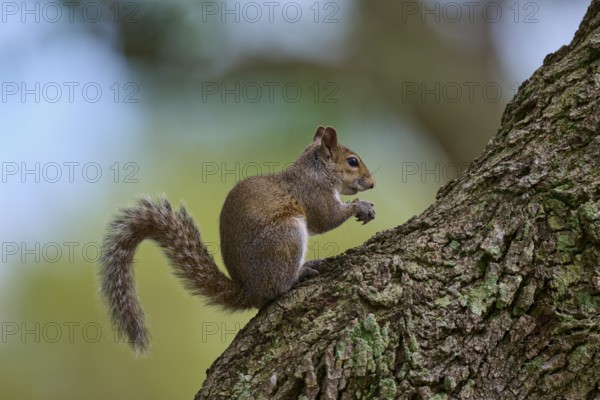 American grey squirrel (Sciurus carolinensis), sitting on a tree, in a green environment, Pembroke Pines, Florida, USA, North America