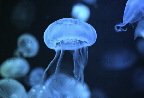 Moon jellyfish (Aurelia aurita) in a tank of the Bang Saen Aquarium, Chonburi Province, Thailand, Asia